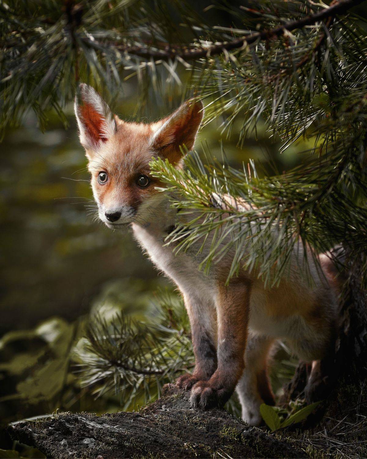 fox, red fox, fox cub, mammal, forest, Michaela Fire&scaron;ov&aacute;