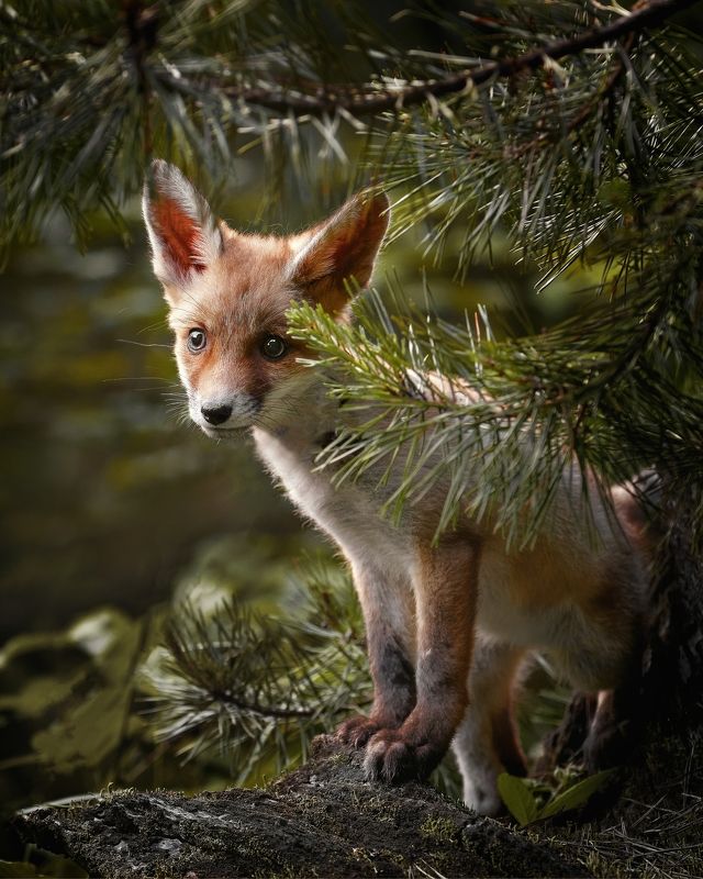 fox, red fox, fox cub, mammal, forest Little red fox фото превью