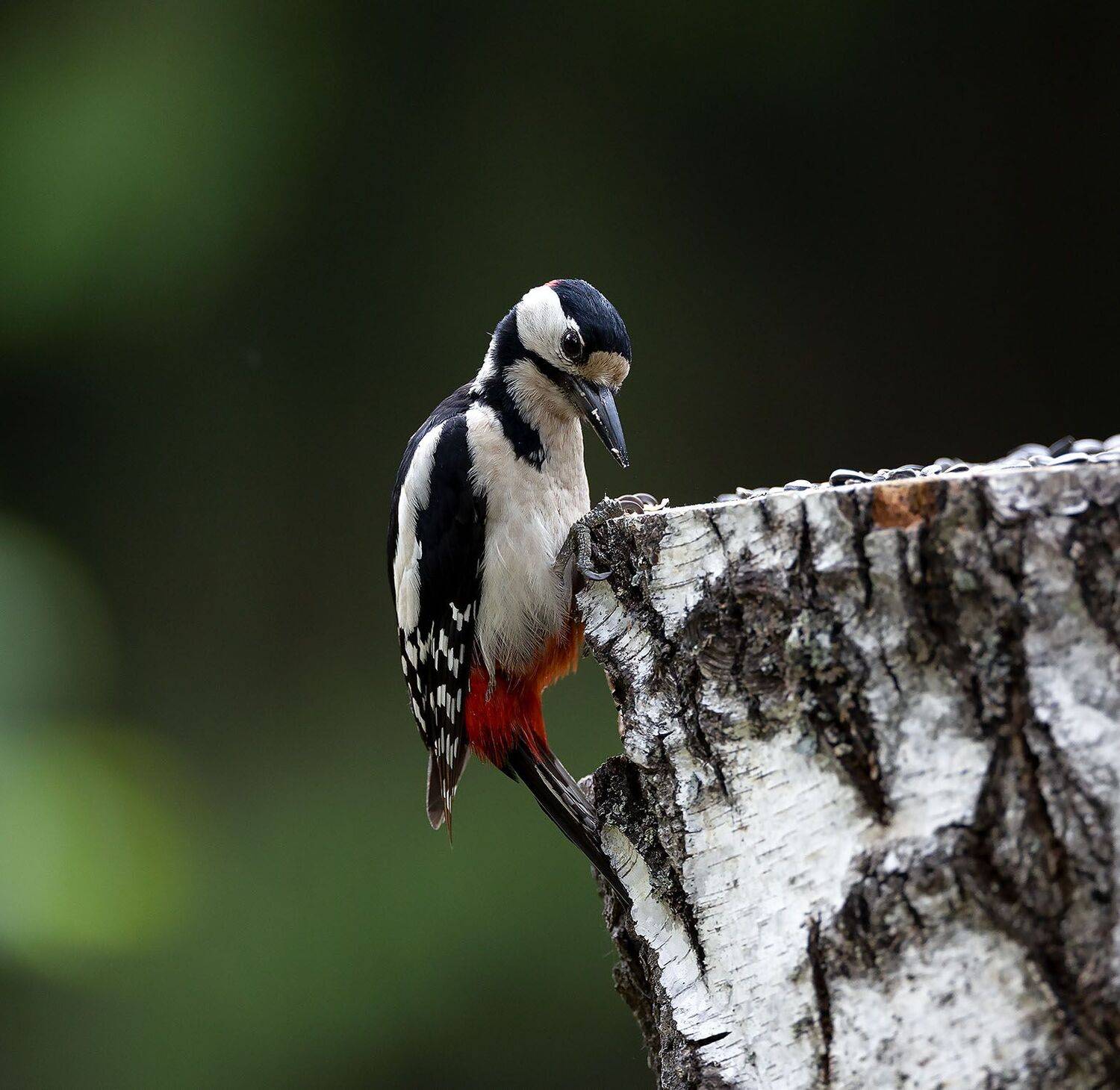 дятел, красавец, природа, bird, pecker, beautiful, nature, Юлия Стукалова