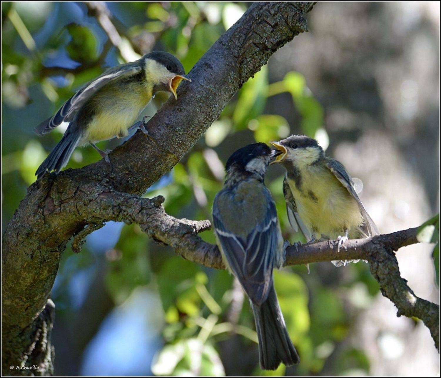 голодняк,синицы,птенцы, Александр Чувилин