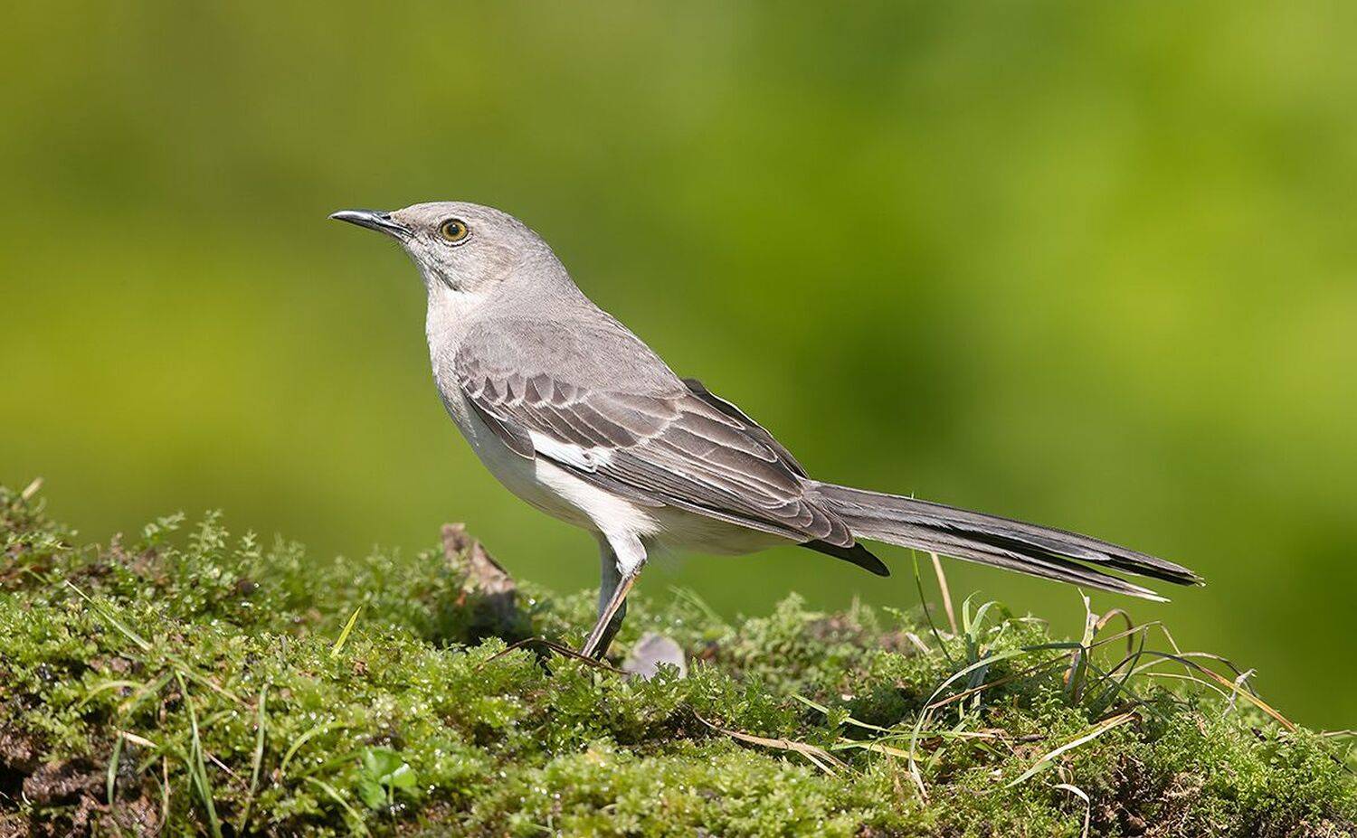 northern mockingbird, многоголосый пересмешник, пересмешник, mockingbird, Etkind Elizabeth