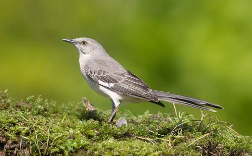 Northern Mockingbird - Многоголосый пересмешник