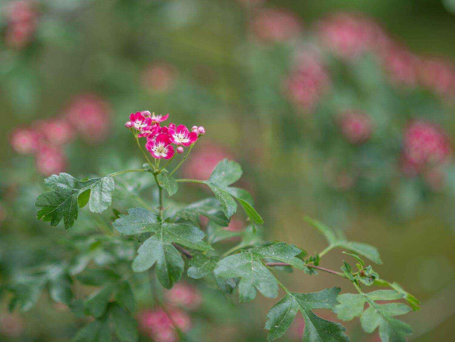 , Курлянцев Алексей