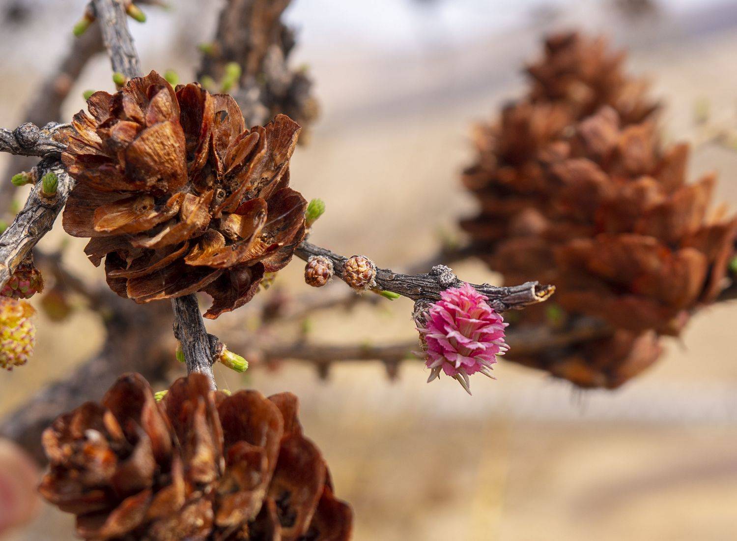 , Андрей Хаймин