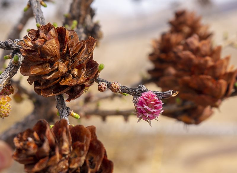 Цветение лиственницы фото превью