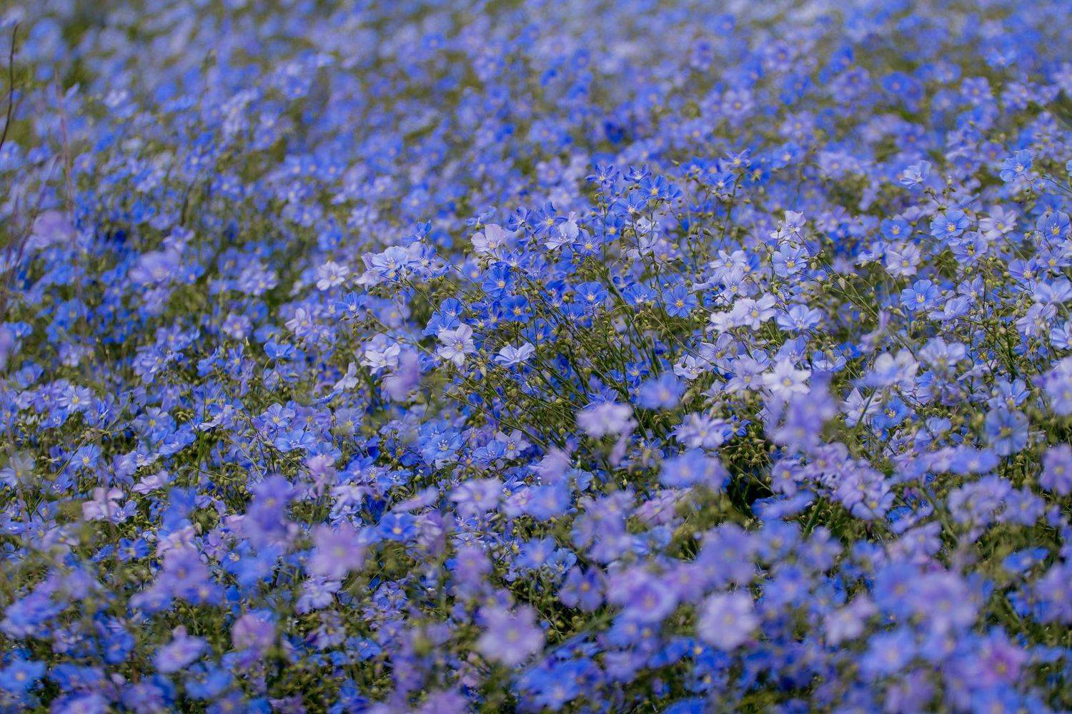 flowers, nature, linum, цветы, лён, Алексей Юденков