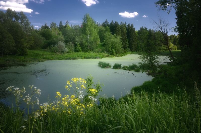 Болотце... фото превью