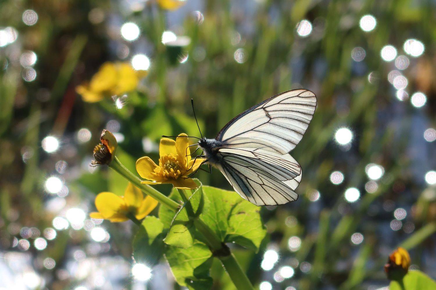 бабочка,боярышница, Козлова Галина