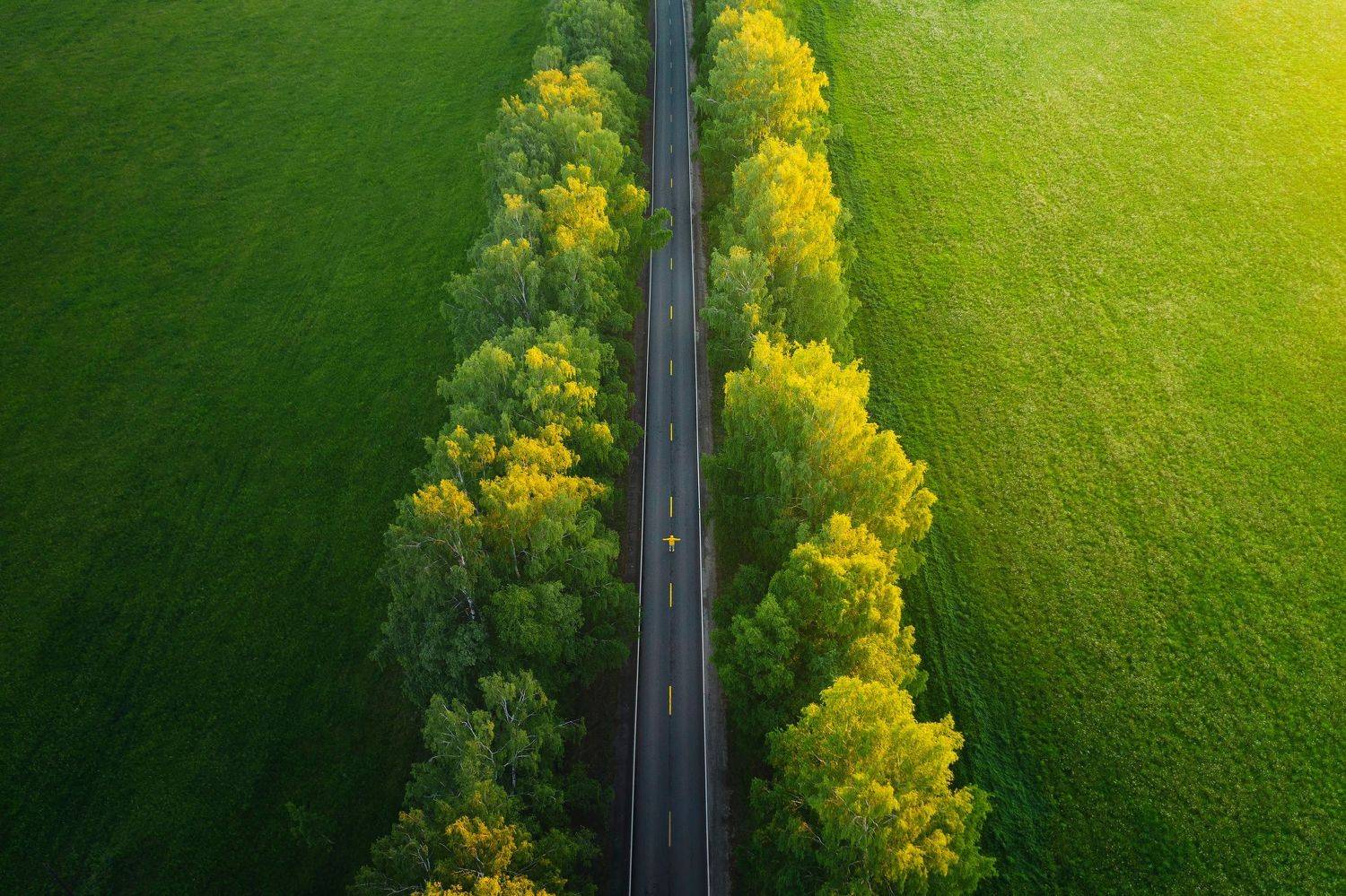 пейзаж, природа, лес, дорога, закат, Разум Митя