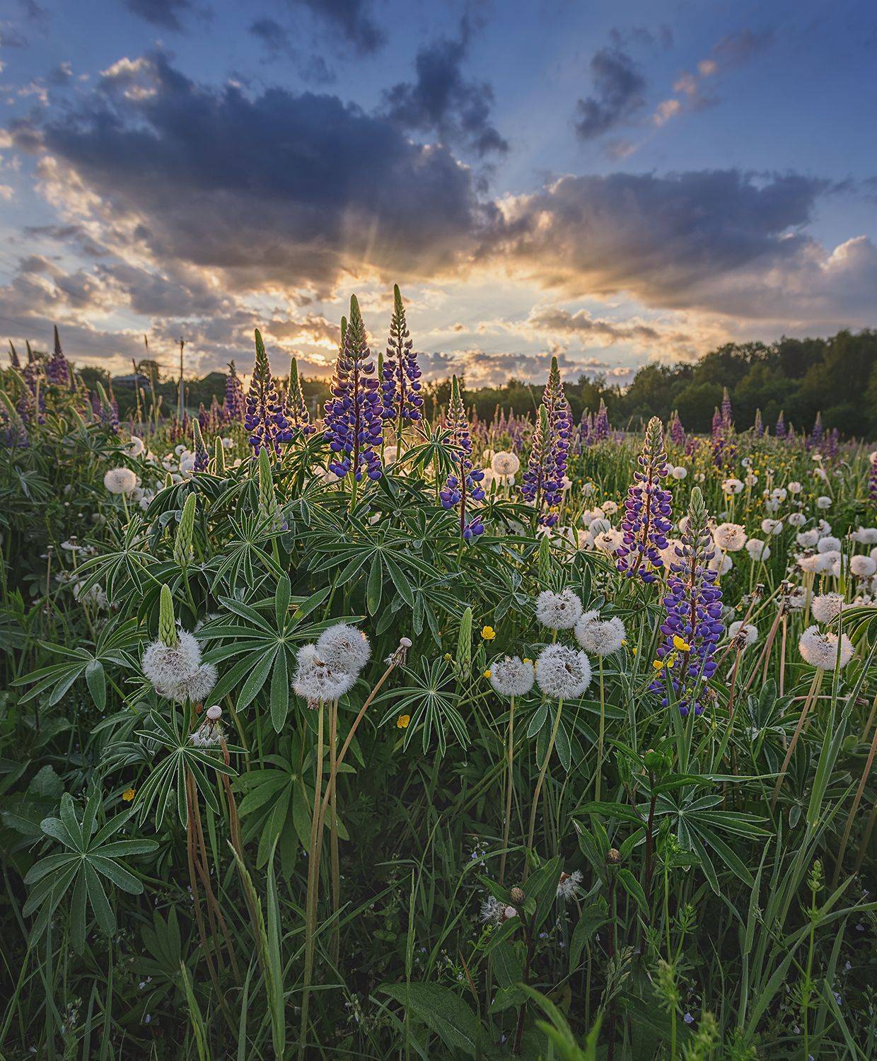 , Николай Андреев