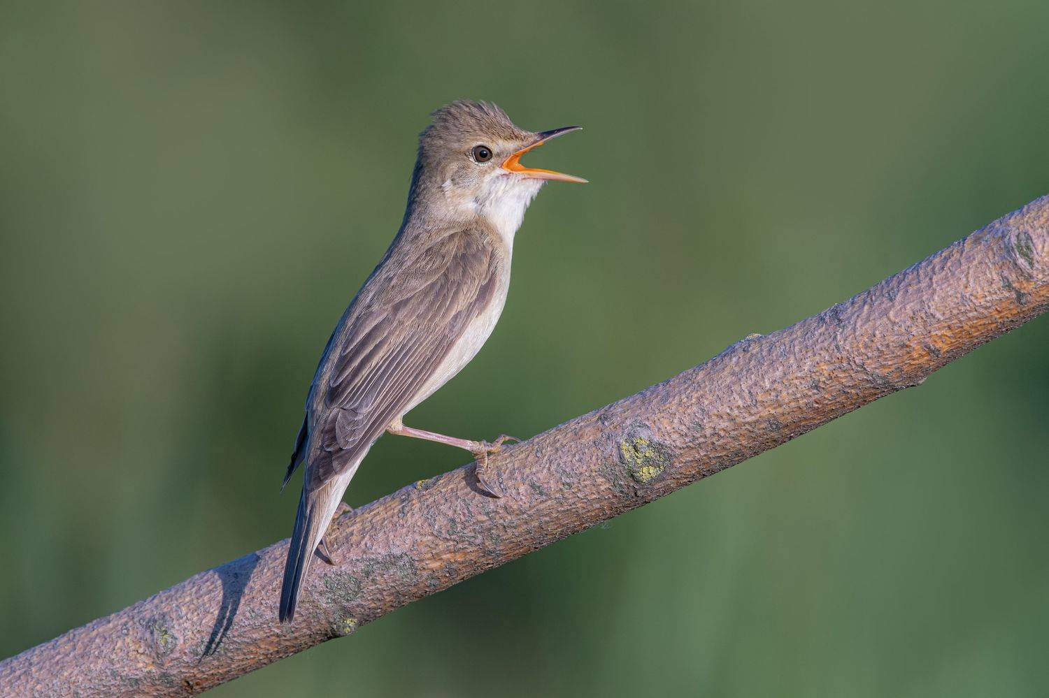 птицы,природа, лето, Андрей Киселёв
