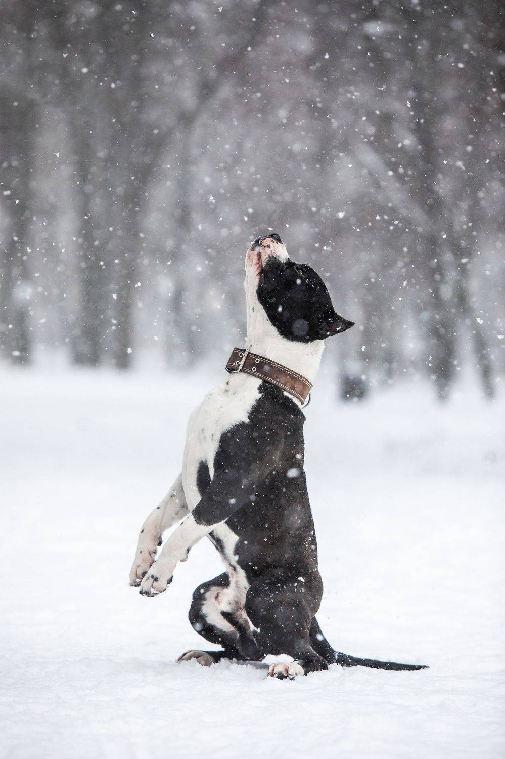 , Галина Ледок