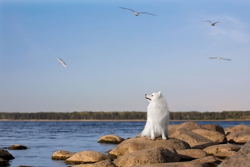 Freedom фото превью