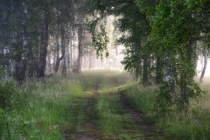 лес, туман, туманное утро, березовая роща, рассвет Летнее утро в роще фото превью