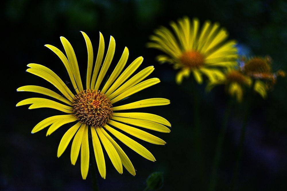 , Николаев Владимир