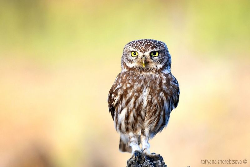 Домовые сычи фото превью