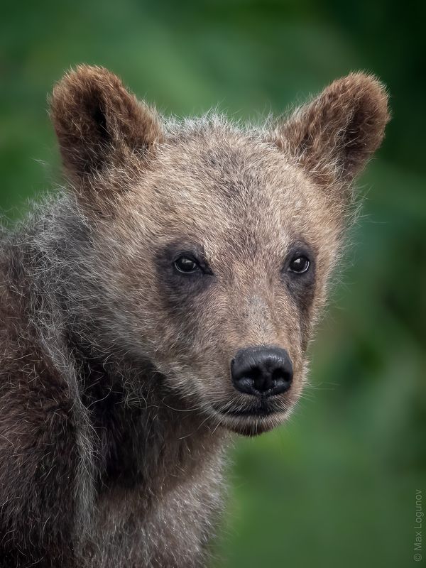 Портрет мишки сеголетки (рождённого в этом году). фото превью
