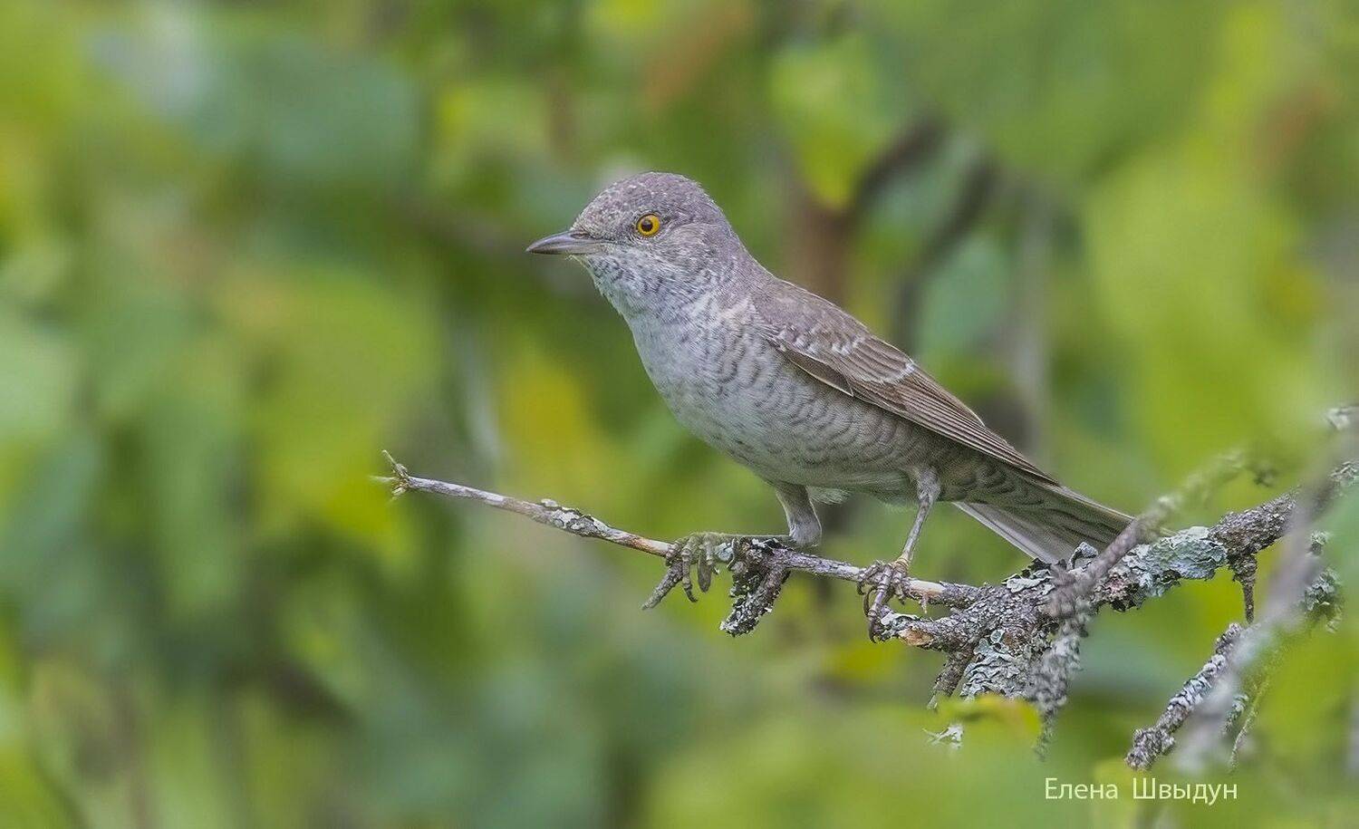 bird of prey, animal, birds, bird,  animal wildlife,  nature,  animals in the wild, ястребиная славка, barred warbler, Елена Швыдун