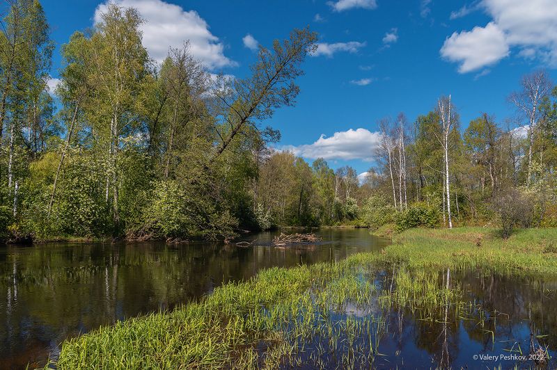 весна, весенняя река, разлив, отражения, графика крон, старица, первая зелень, сон-трава, мещёра, рязанская область. Пора черёмухи фото превью