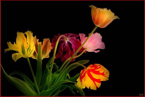 Nocturnal Tulips Arrangement