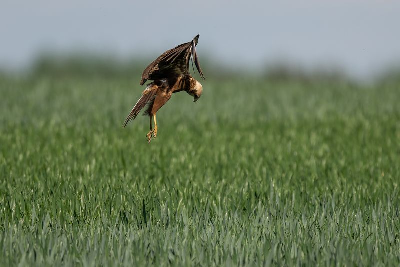 Niedru lija фото превью