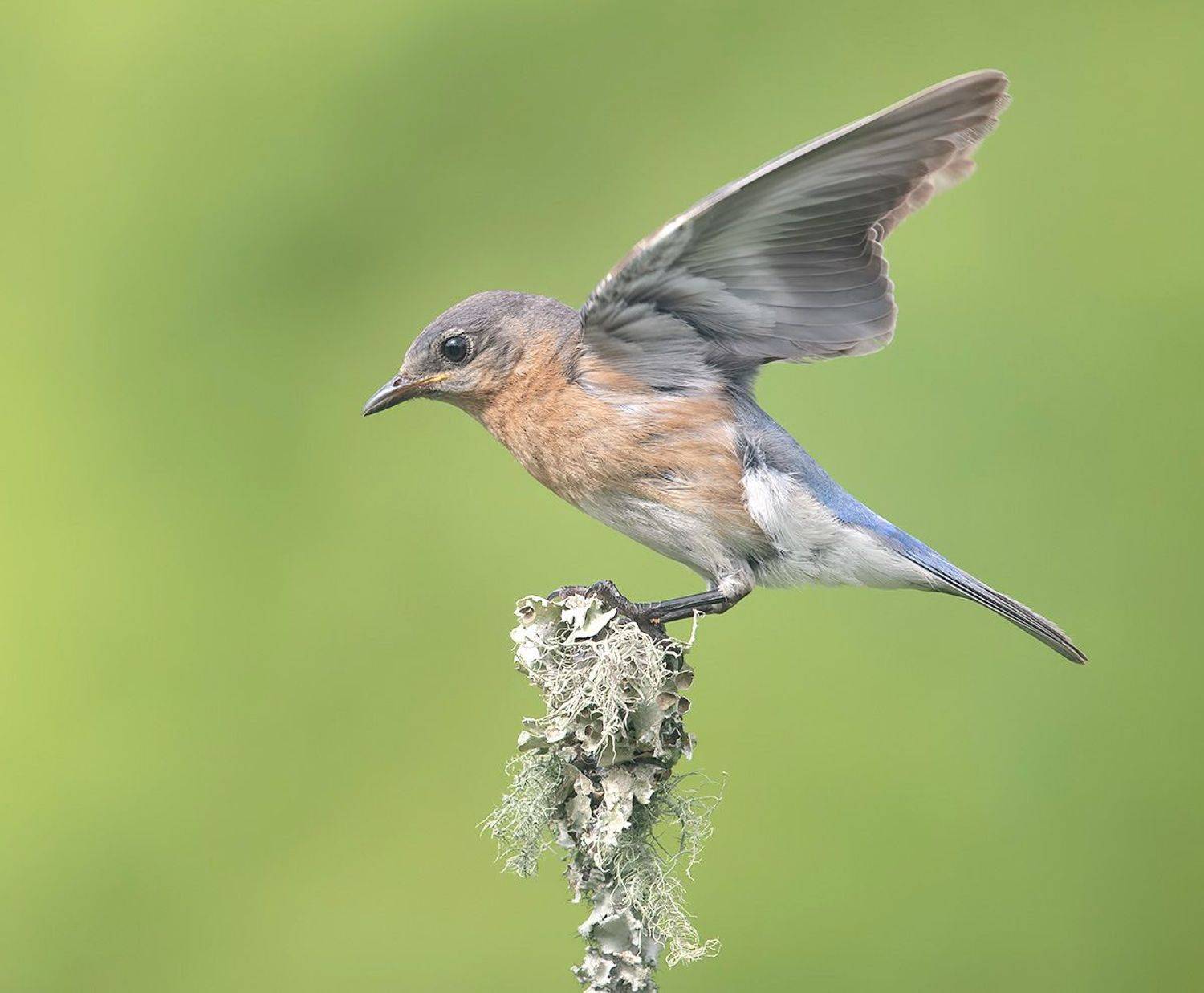 восточная сиалия, eastern bluebird,bluebird, Etkind Elizabeth