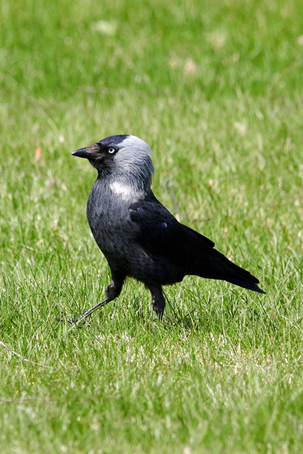 , Александр Шандов