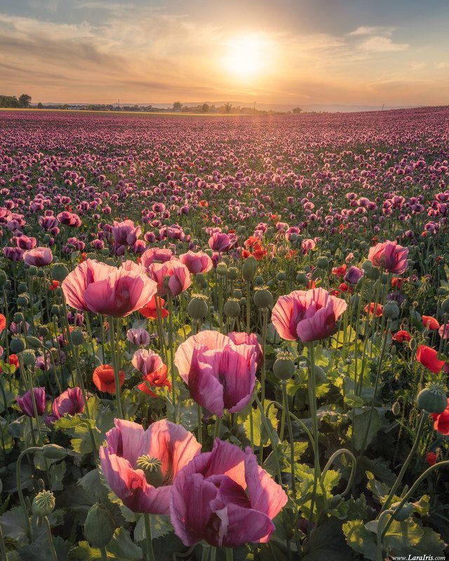 Violet Poppies фото превью