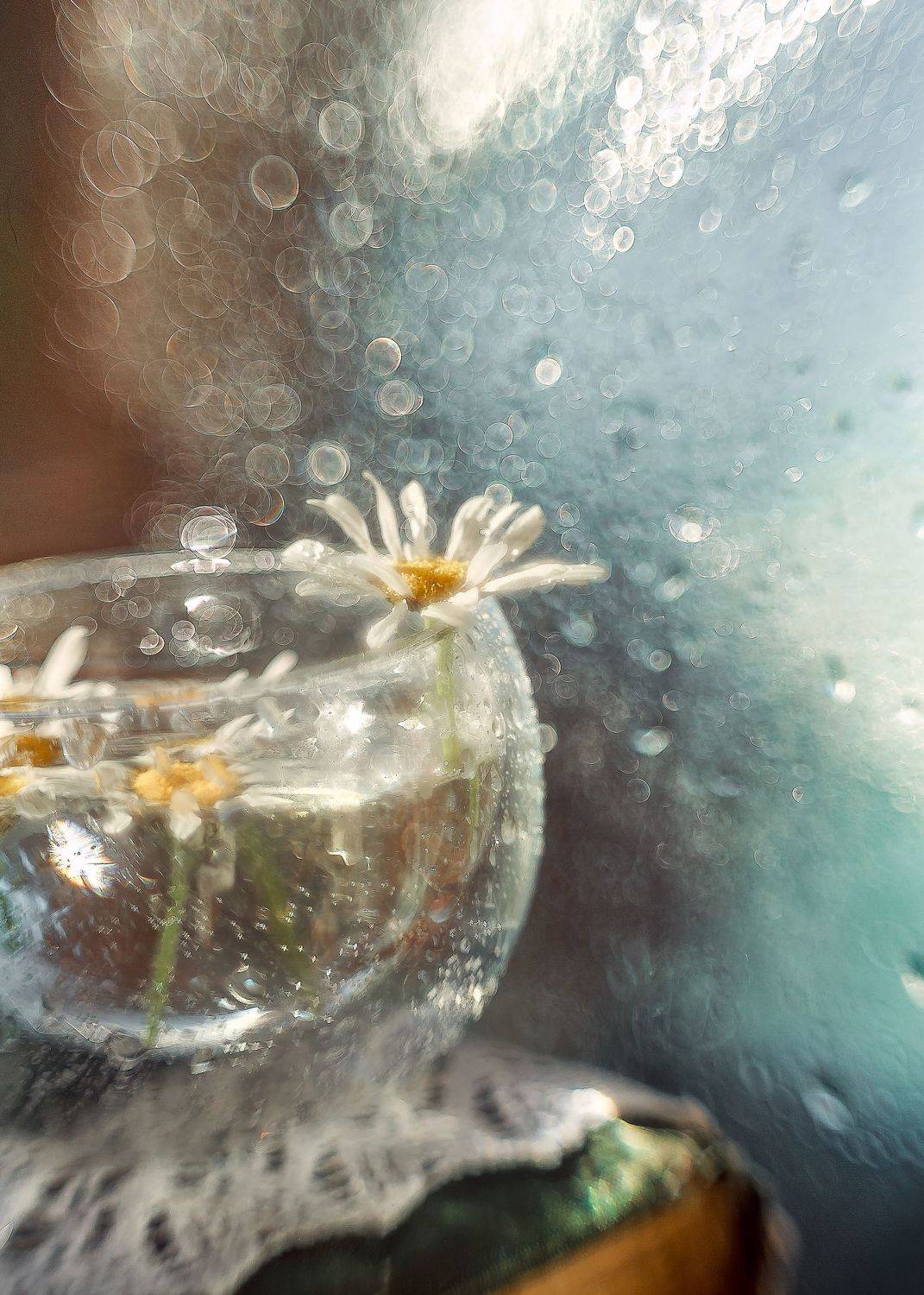 акварель июня, ромашки, боке, старый объектив, гелиос 44 -2 ,беларусь,ирина горюкина,, Горюкина Ирина