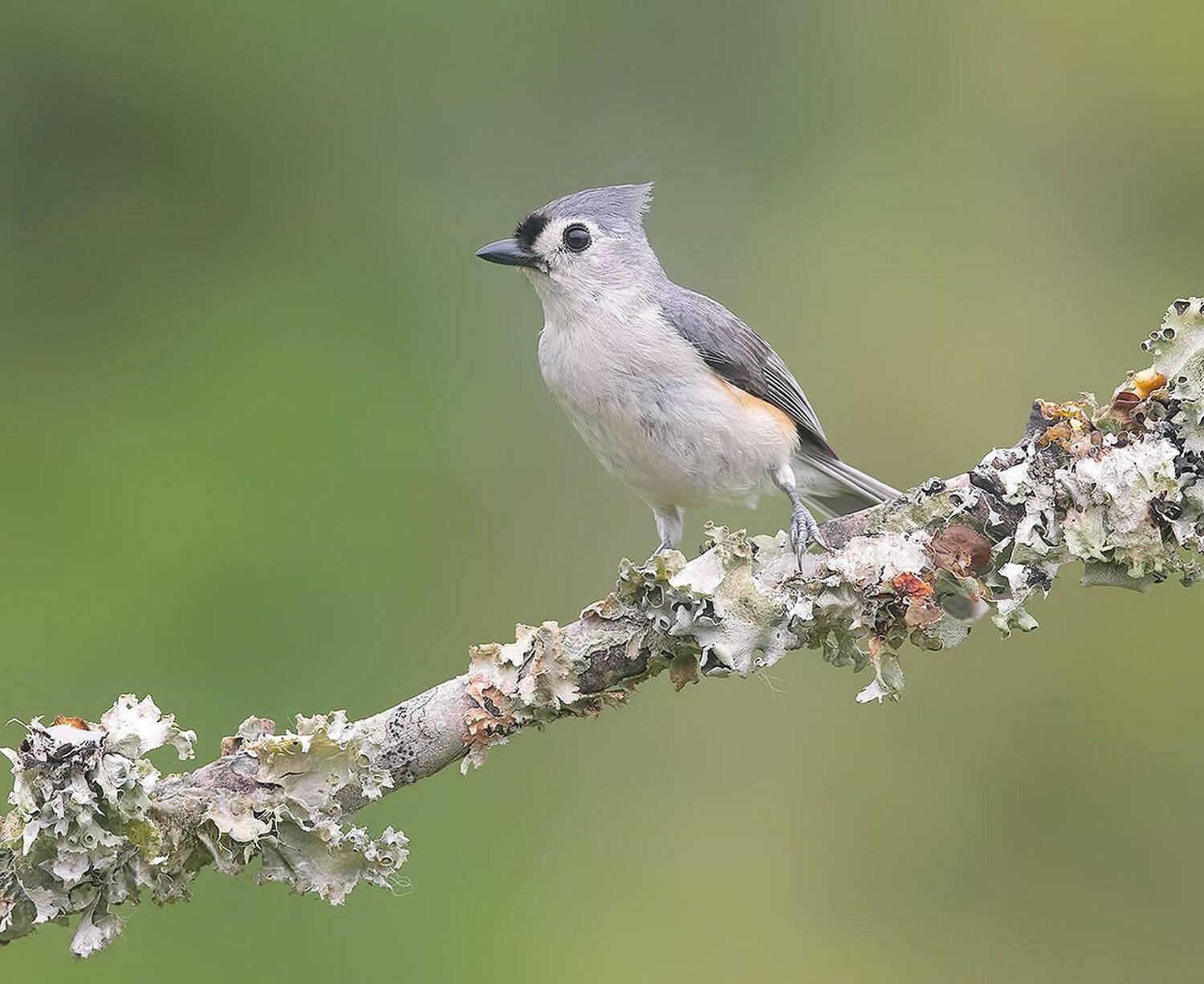 tufted titmouse, острохохлая синица,  синица,  titmouse, Etkind Elizabeth