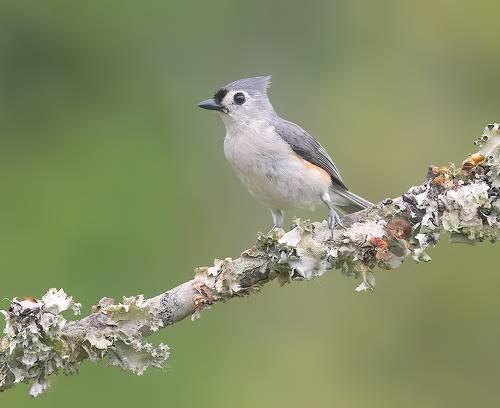 Tufted Titmouse -Острохохлая синица