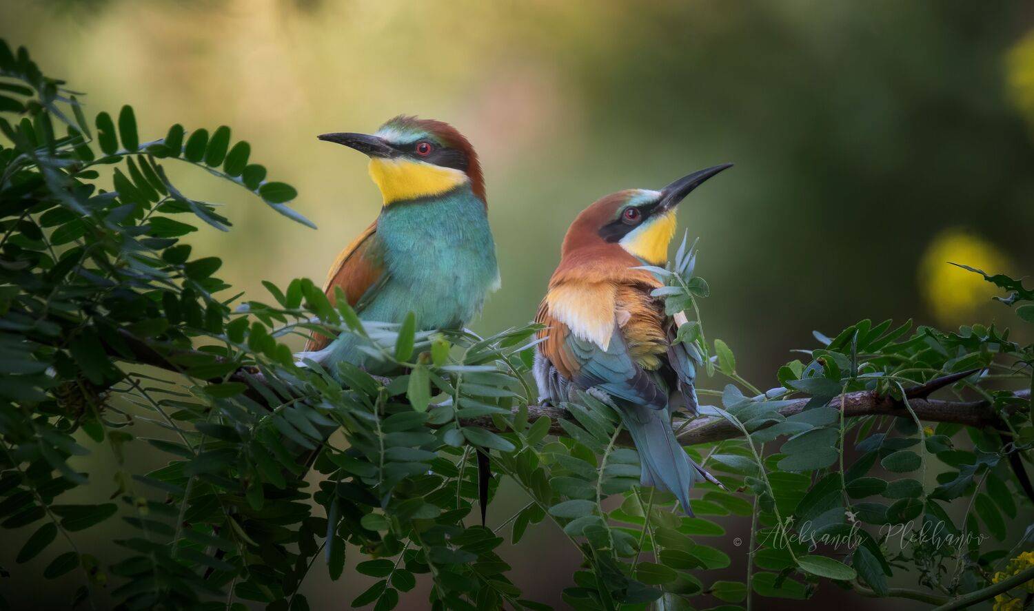 wildlife, Плеханов Александр