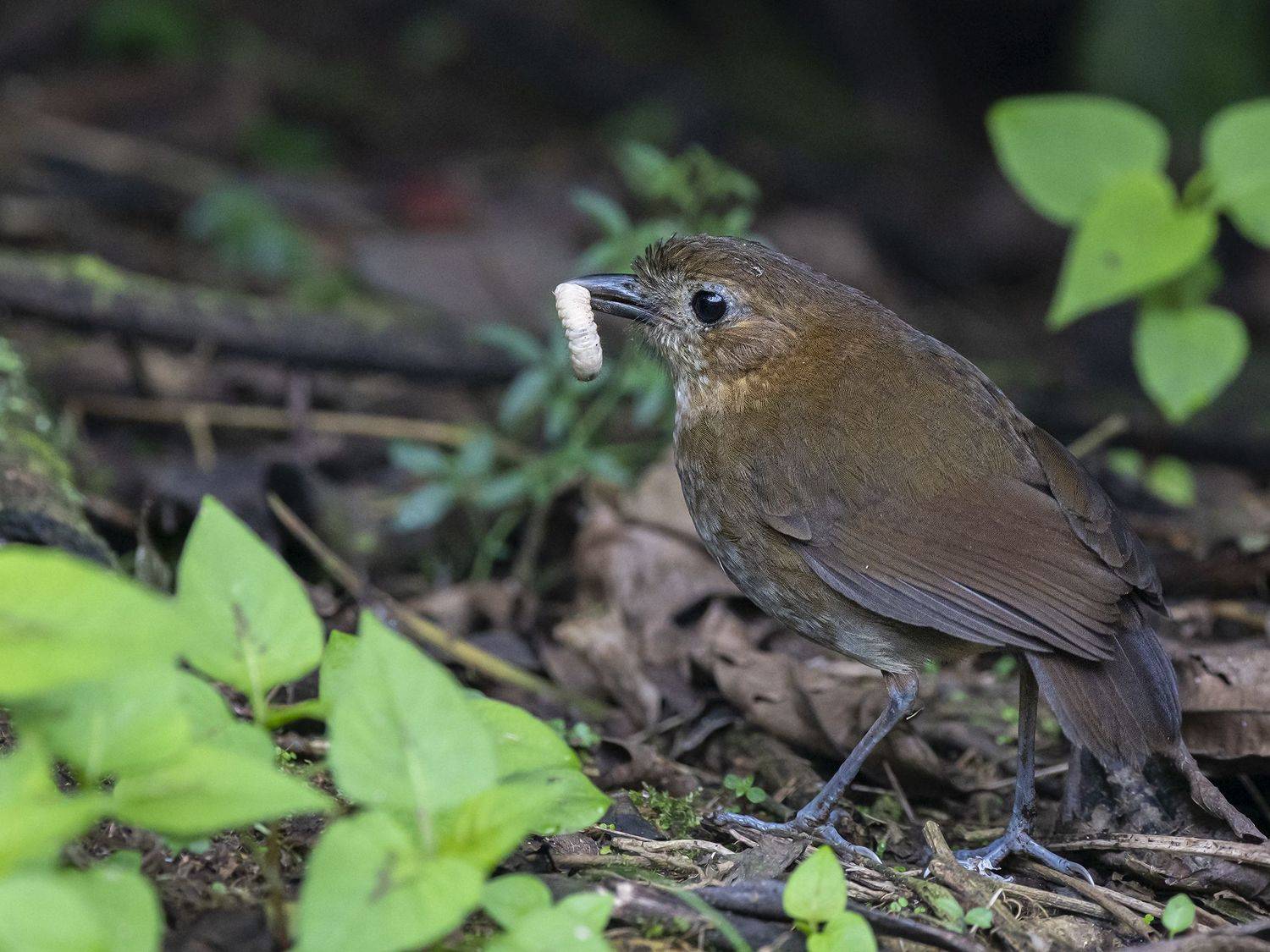 , Fernando Burgalin Sequeira