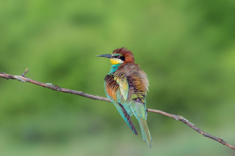 золотистая щурка, птицы, лето, birds, wildlife, bee-eater Взъерошенная я фото превью