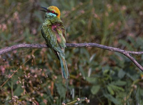 Bee-eater