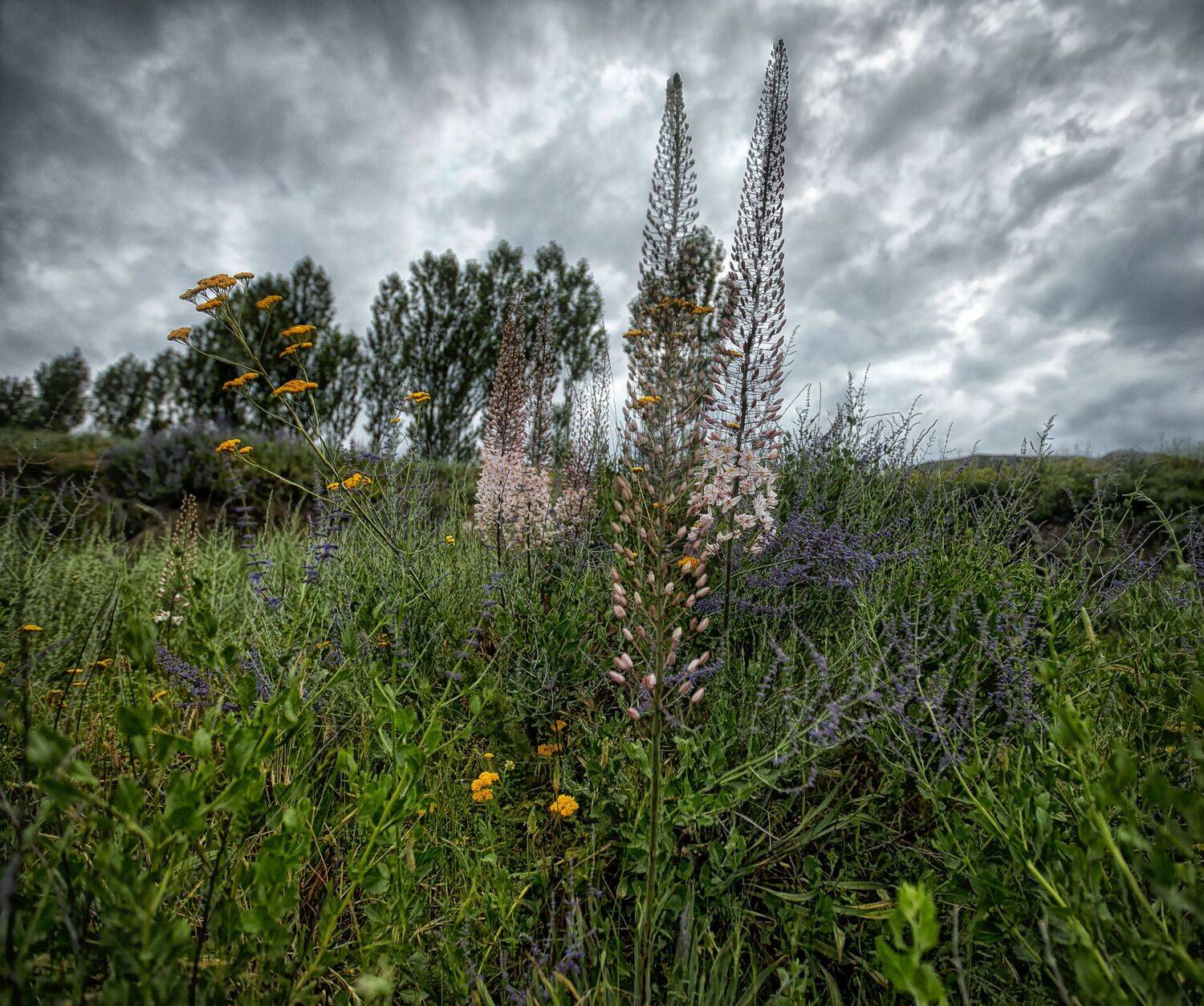 эремурусы&hellip; шахристан. таджикистан, akmal