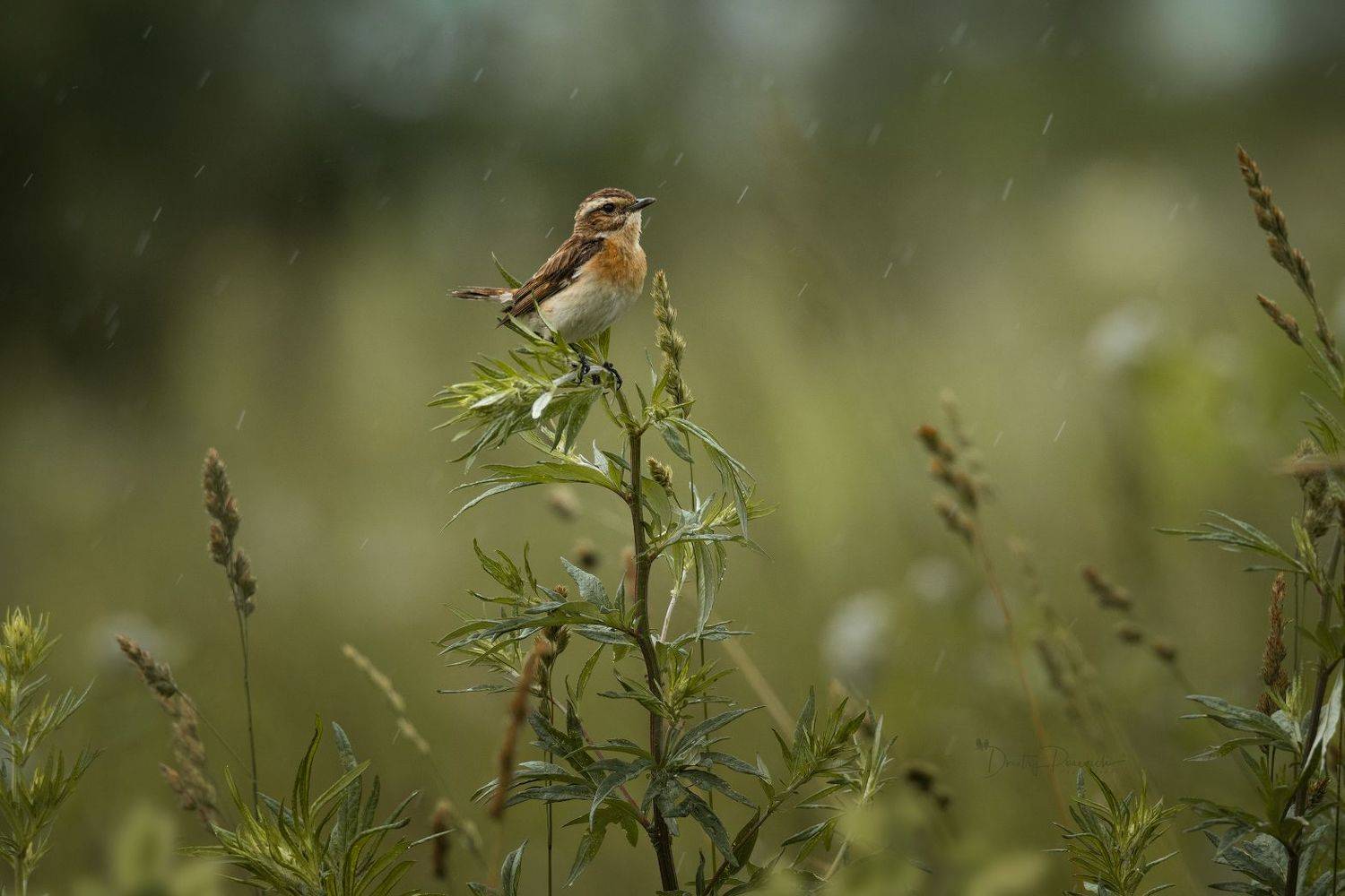 природа, лес, поля, огороды, животные, птицы, макро, Посевич Дмитрий