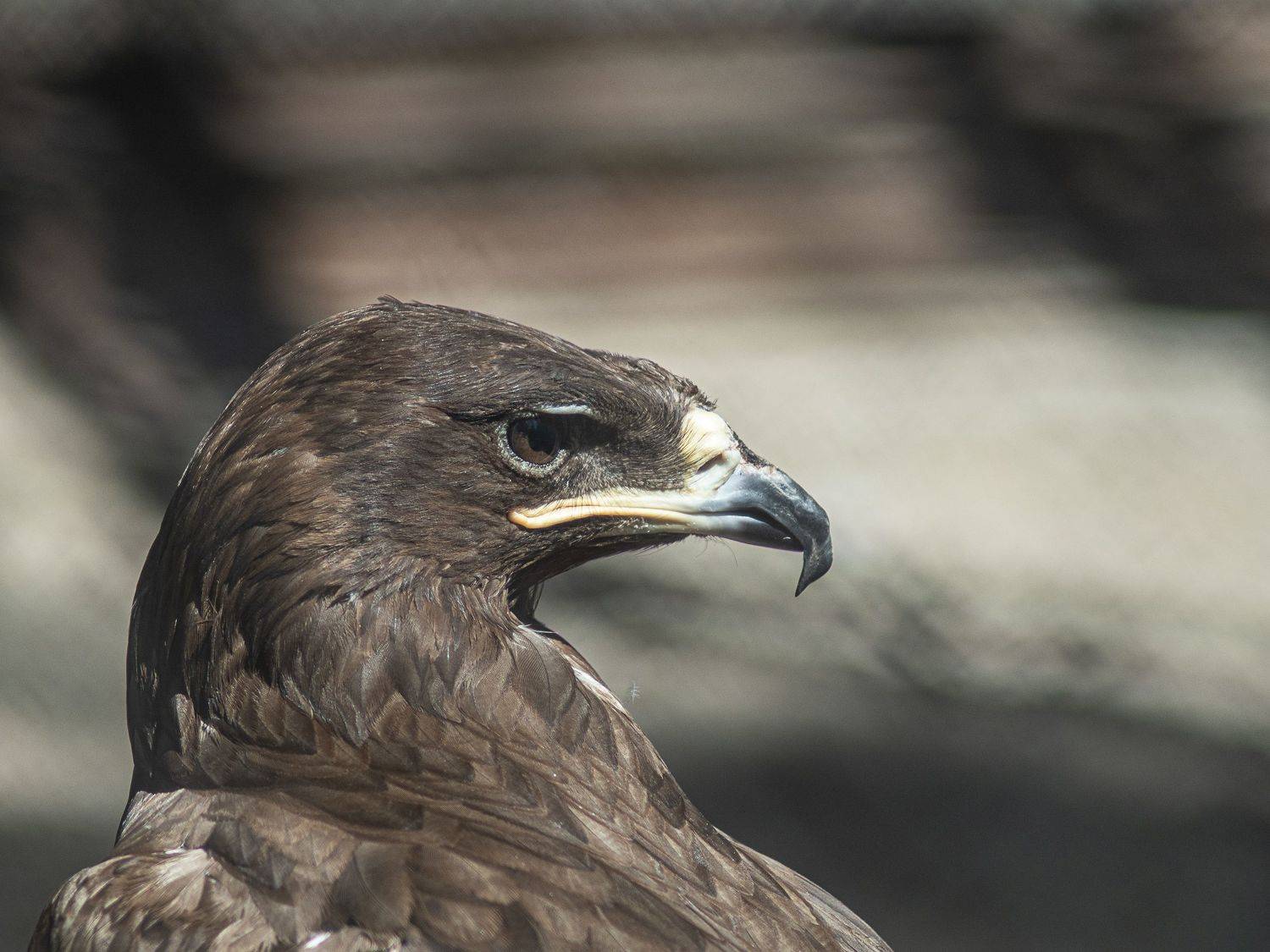 , Алексей Школдин