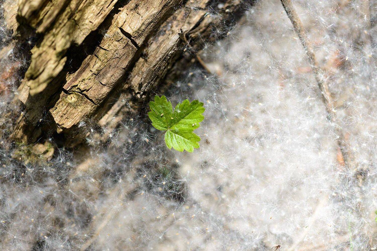 , Наиля Гарифуллина