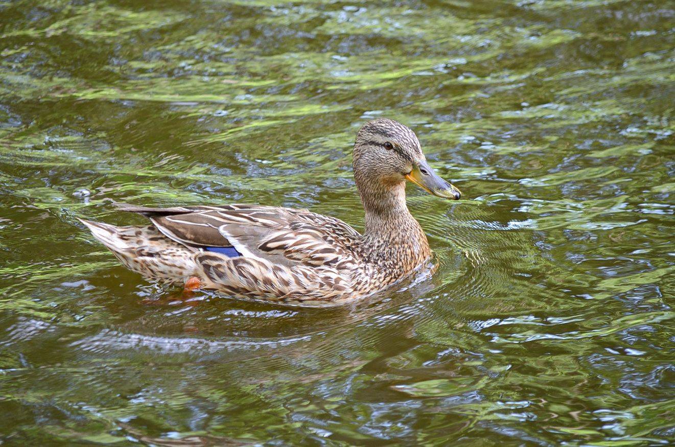утка, КарОл