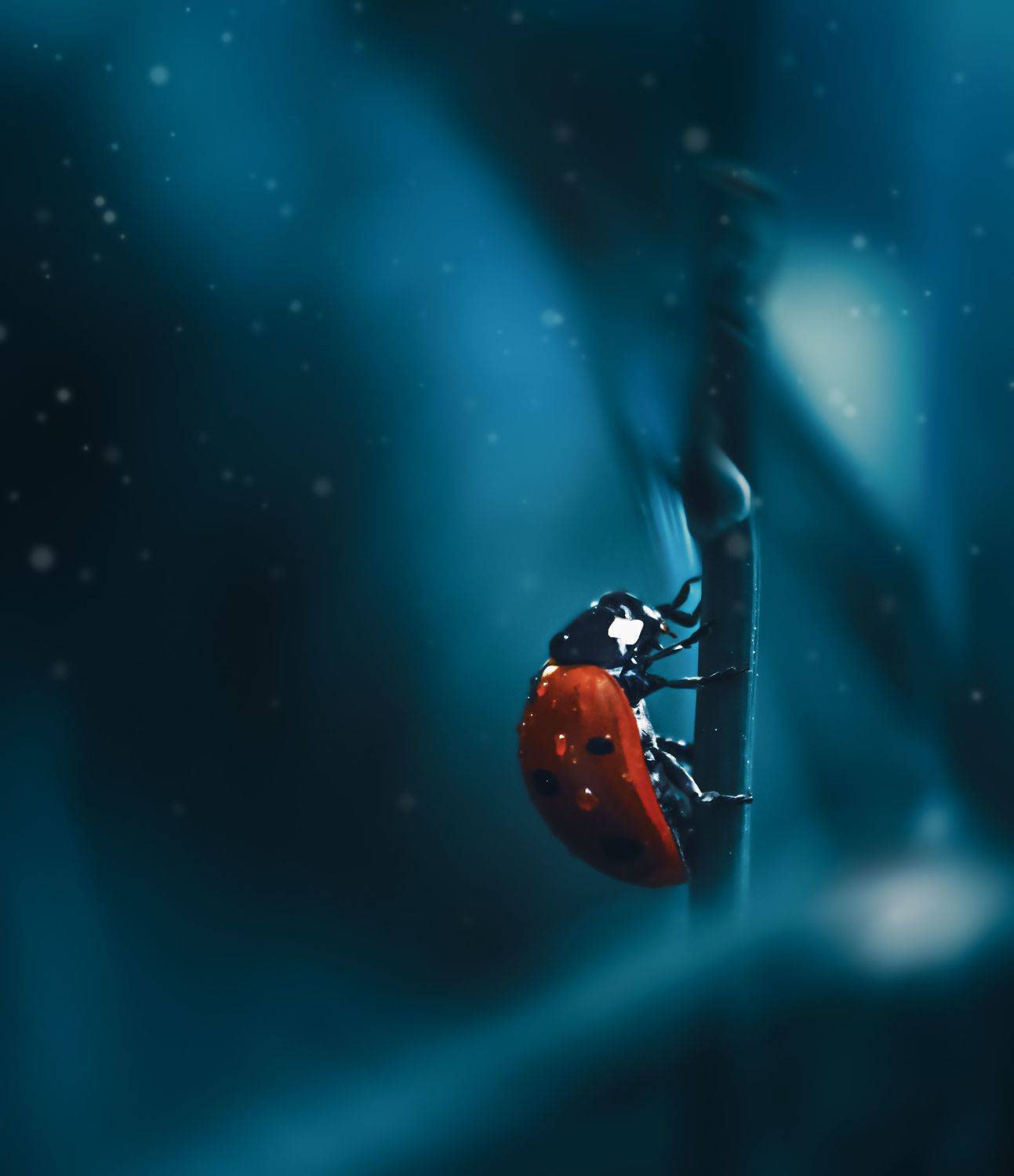 божья коровка, макро, тёмный, природа, насекомое, Yulya Romanova