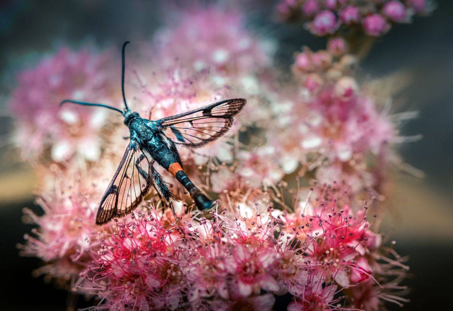 природа, макро, лето, насекомое, бабочка, стеклянница, Неля Рачкова