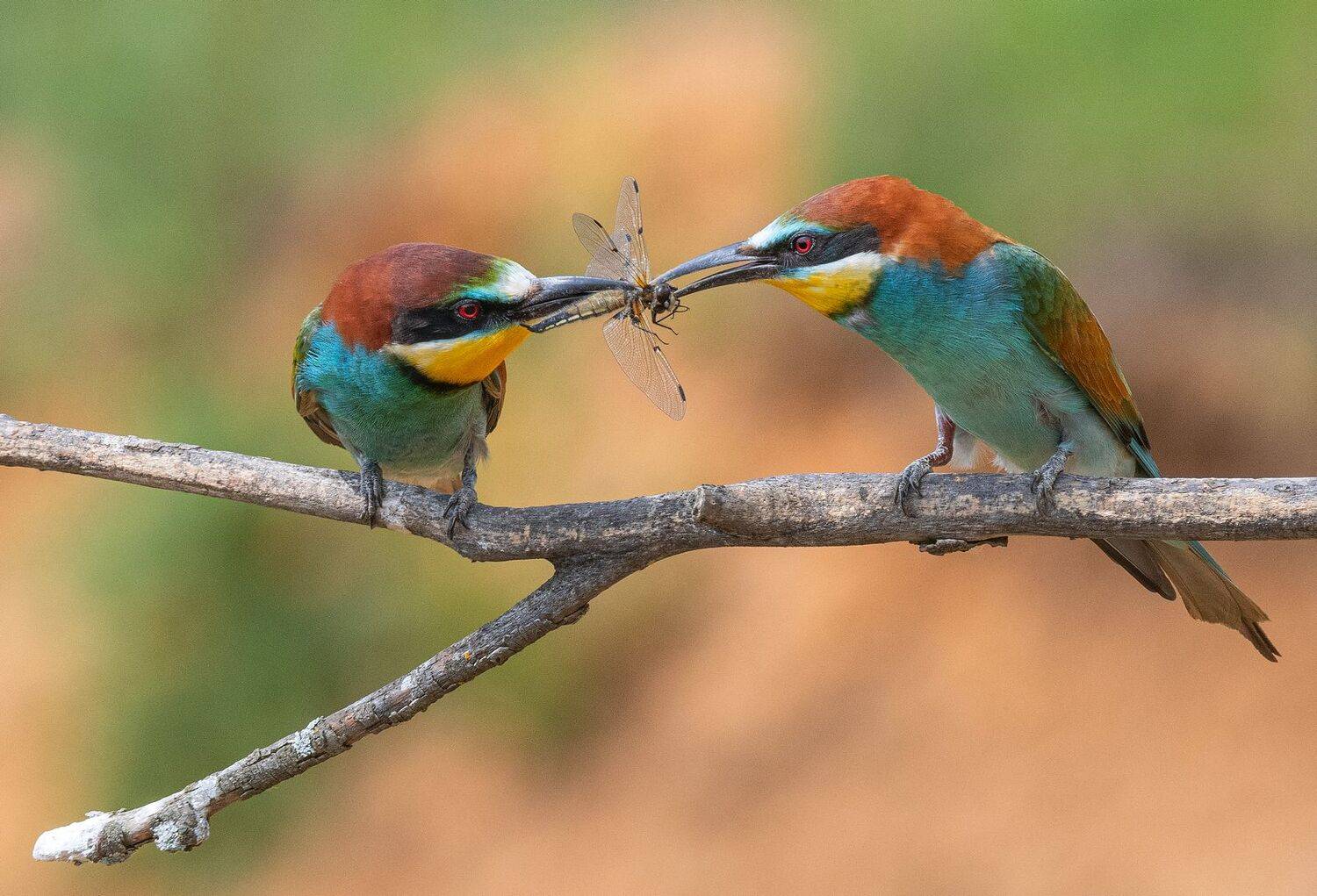 щурка птица, Руслан Сигушин