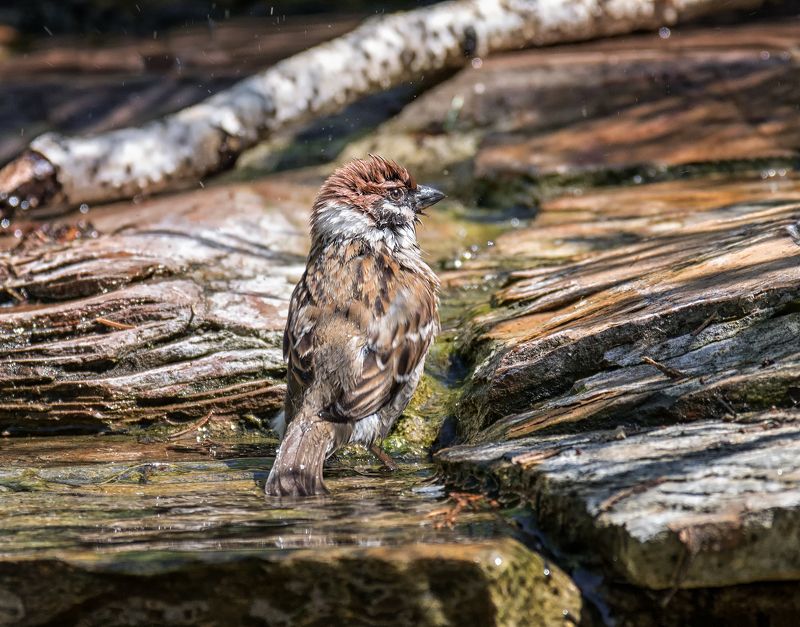 птица, воробушек, ручей, вода, купание, год воробья, воробушек и водные процедуры.. фото превью