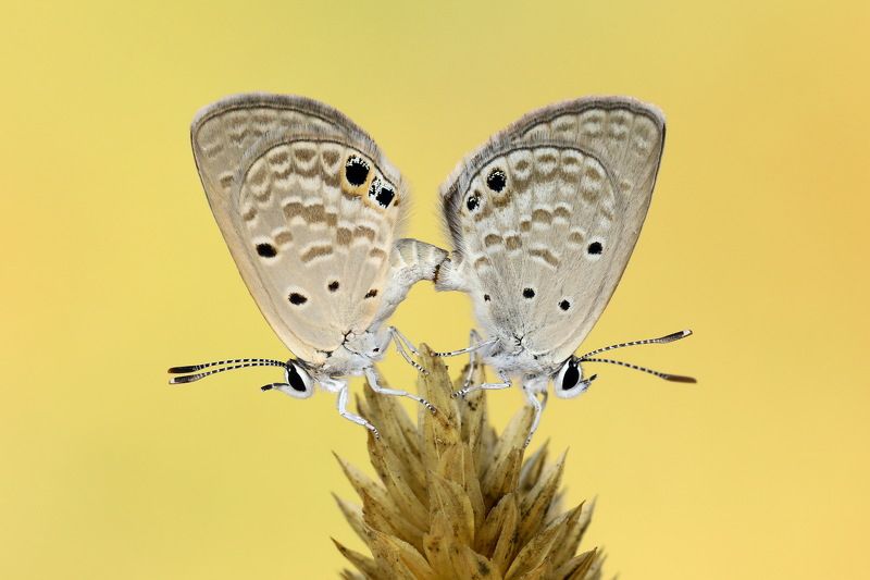 #butterfles #mating #macro #northcyprus #cyprus Mating фото превью