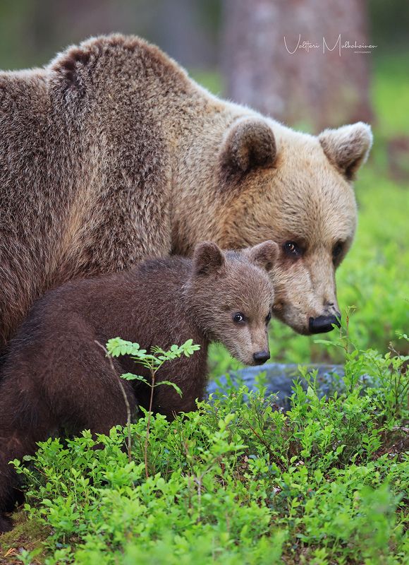 Летним вечером .... фото превью