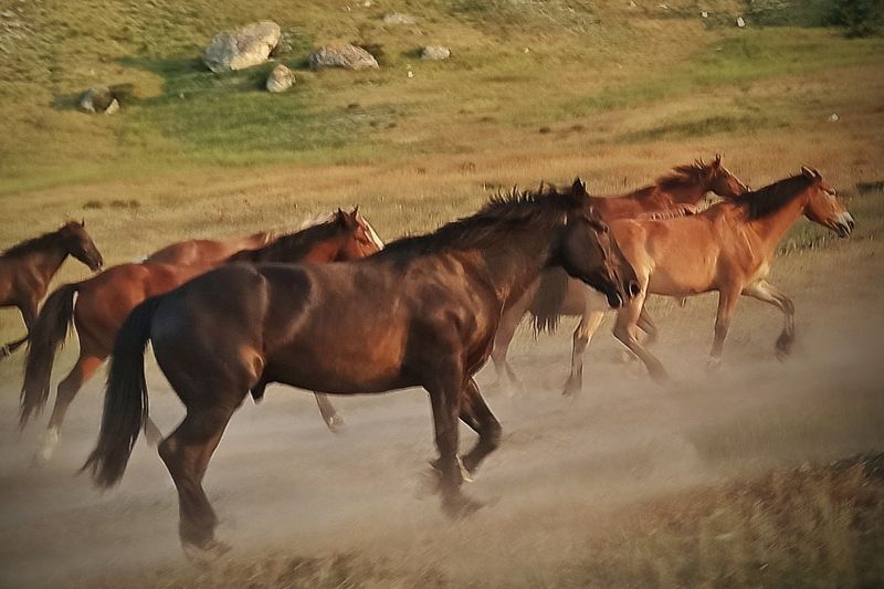 Крым лето животные лошади пейзаж горы Табун у Белой скалы фото превью