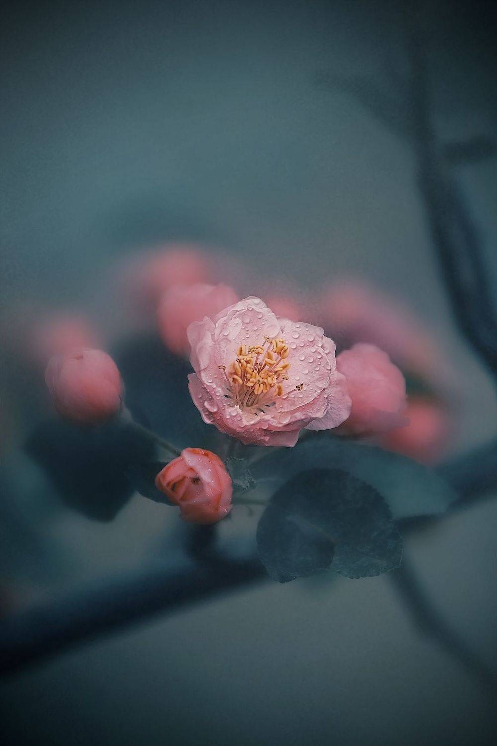 макро, macro, цветы, flowers, весна, spring, Julia Kaissa