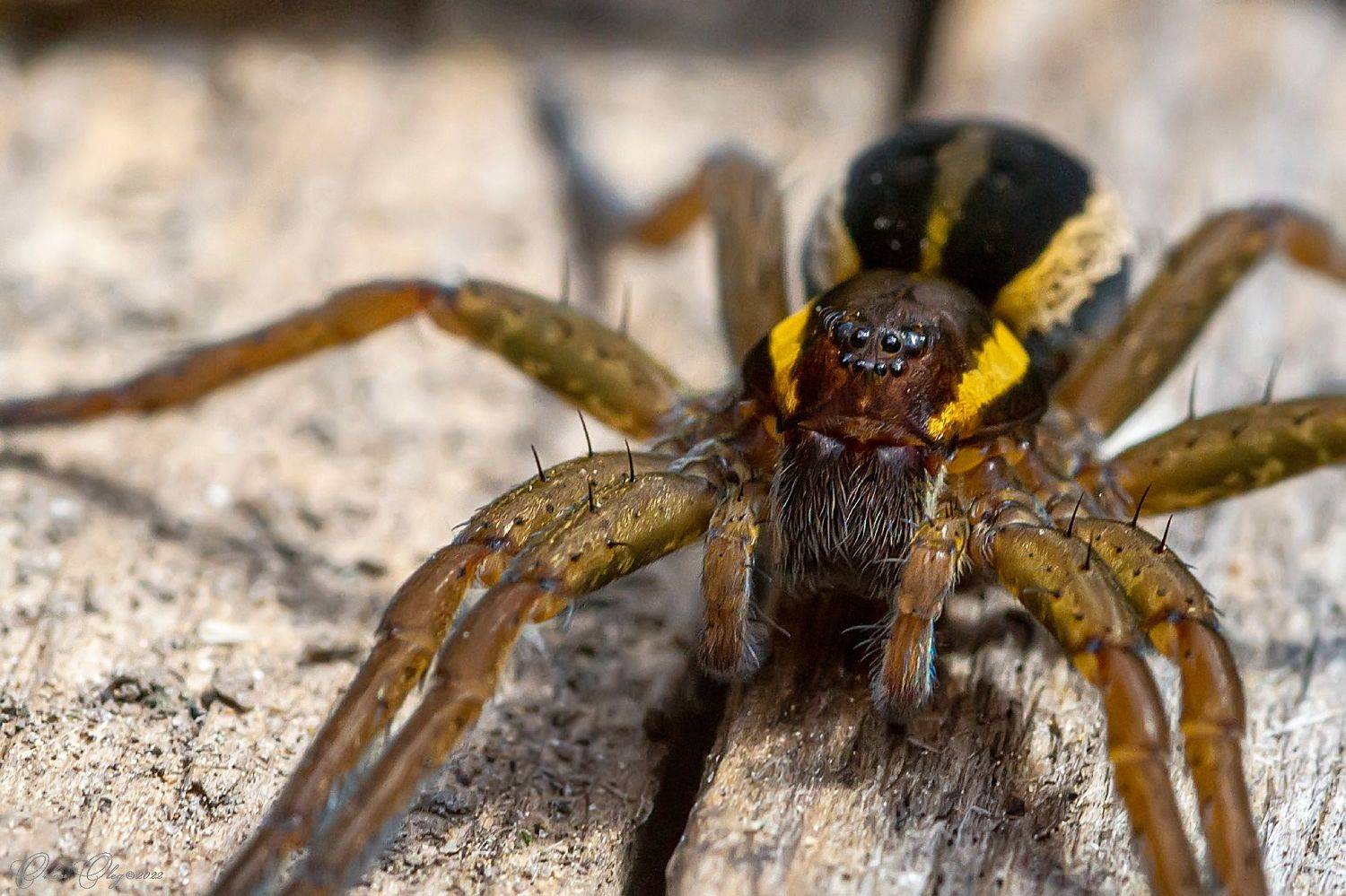 , Орлов Олег