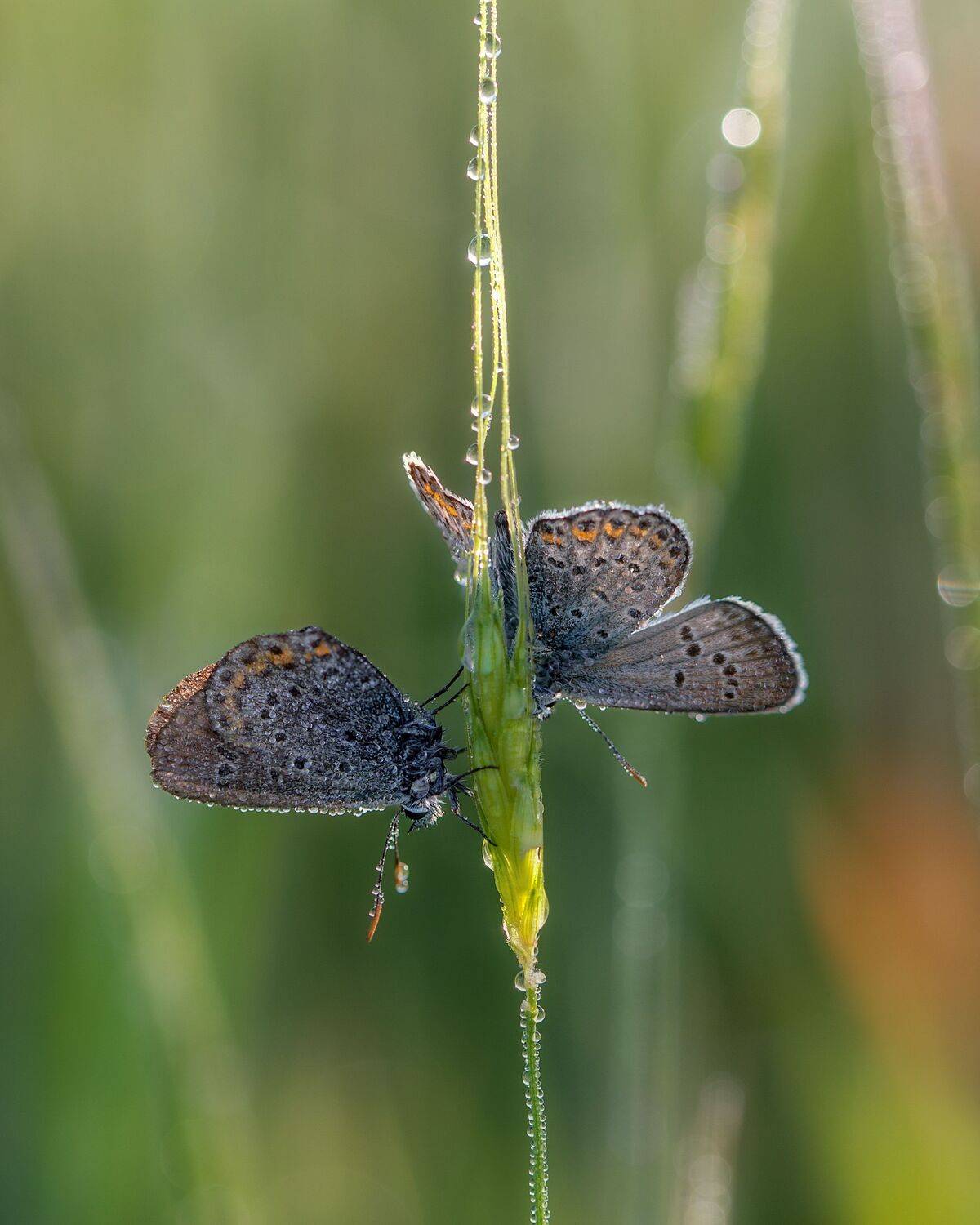 макро, бабочка, утро, рассвет, боке, роса, природа, крым, севастополь, голубянки, икар, Дмитренко Екатерина